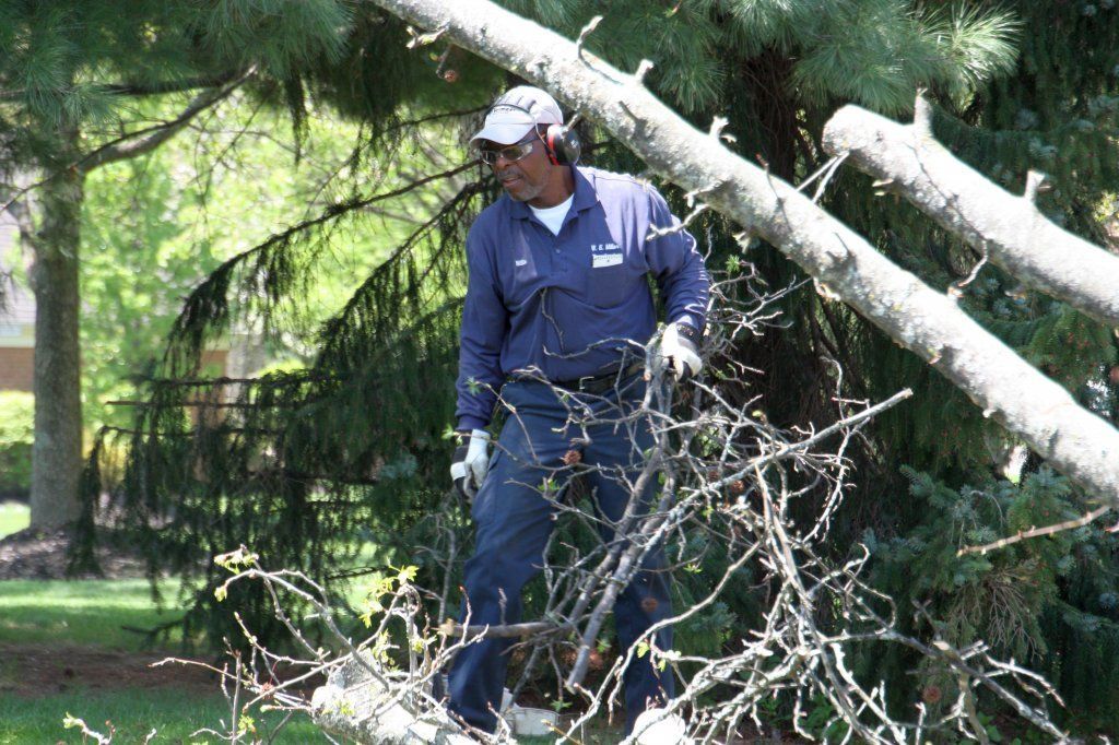Process Of Removing Tree — Westerville, OH — W. E. Miller Tree Service