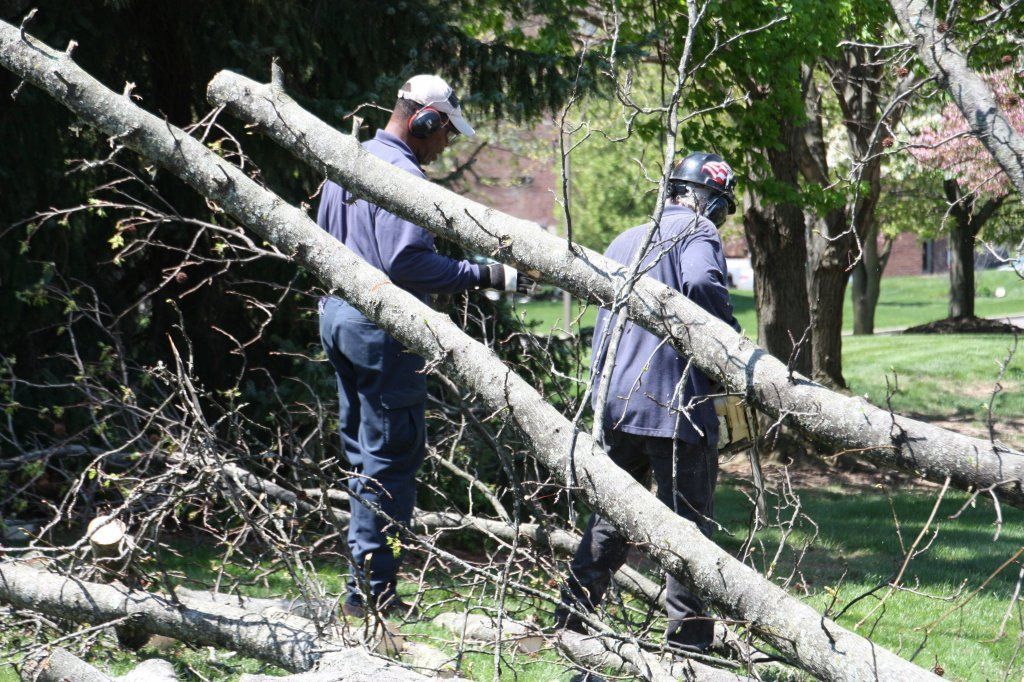 Two Men Removing Tree Branch — Westerville, OH — W. E. Miller Tree Service