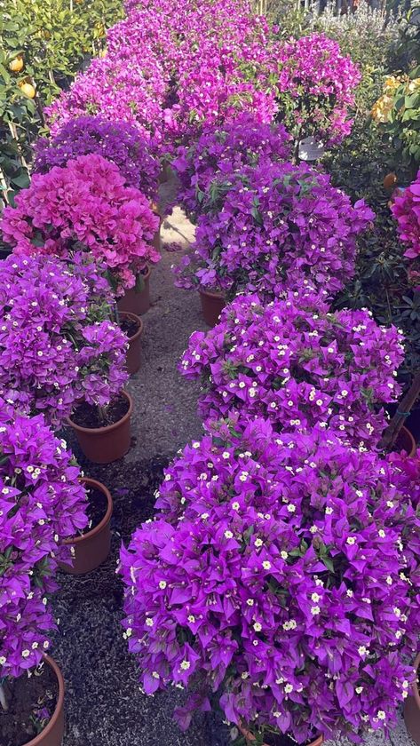 File di bouganville in vaso con fiori viola e rosa acceso lungo un sentiero del giardino