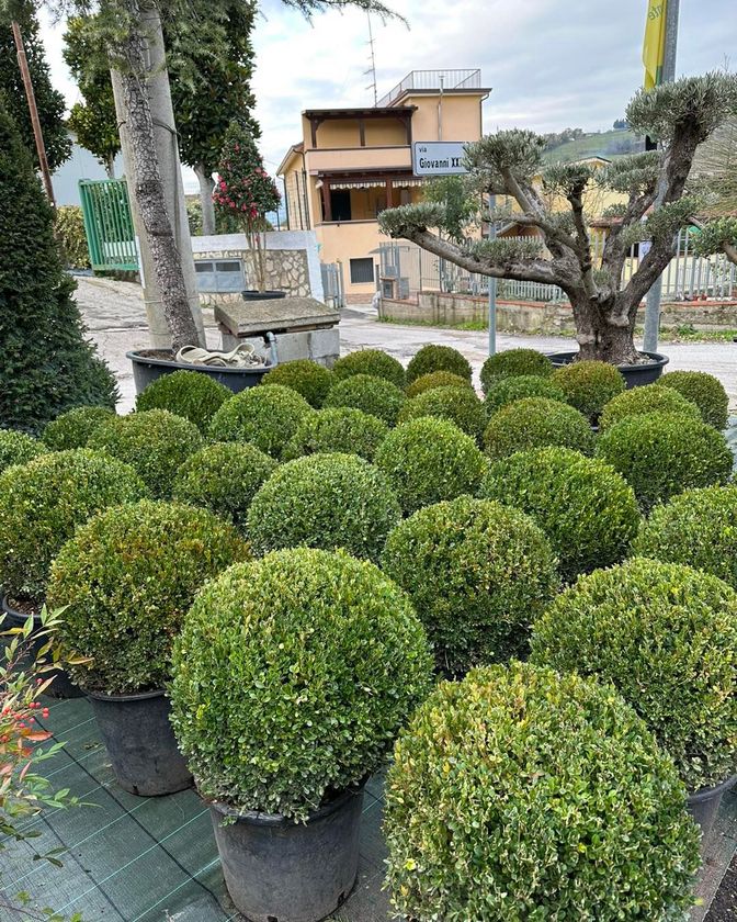 File di arbusti rotondi in vaso in un vivaio, con una casa e degli alberi sullo sfondo.