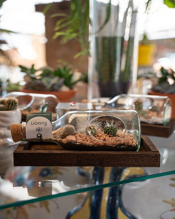 Piccoli terrari di piante grasse in cupole di vetro su un vassoio di legno, appoggiato su un tavolino da caffè, con piante sfocate sullo sfondo.