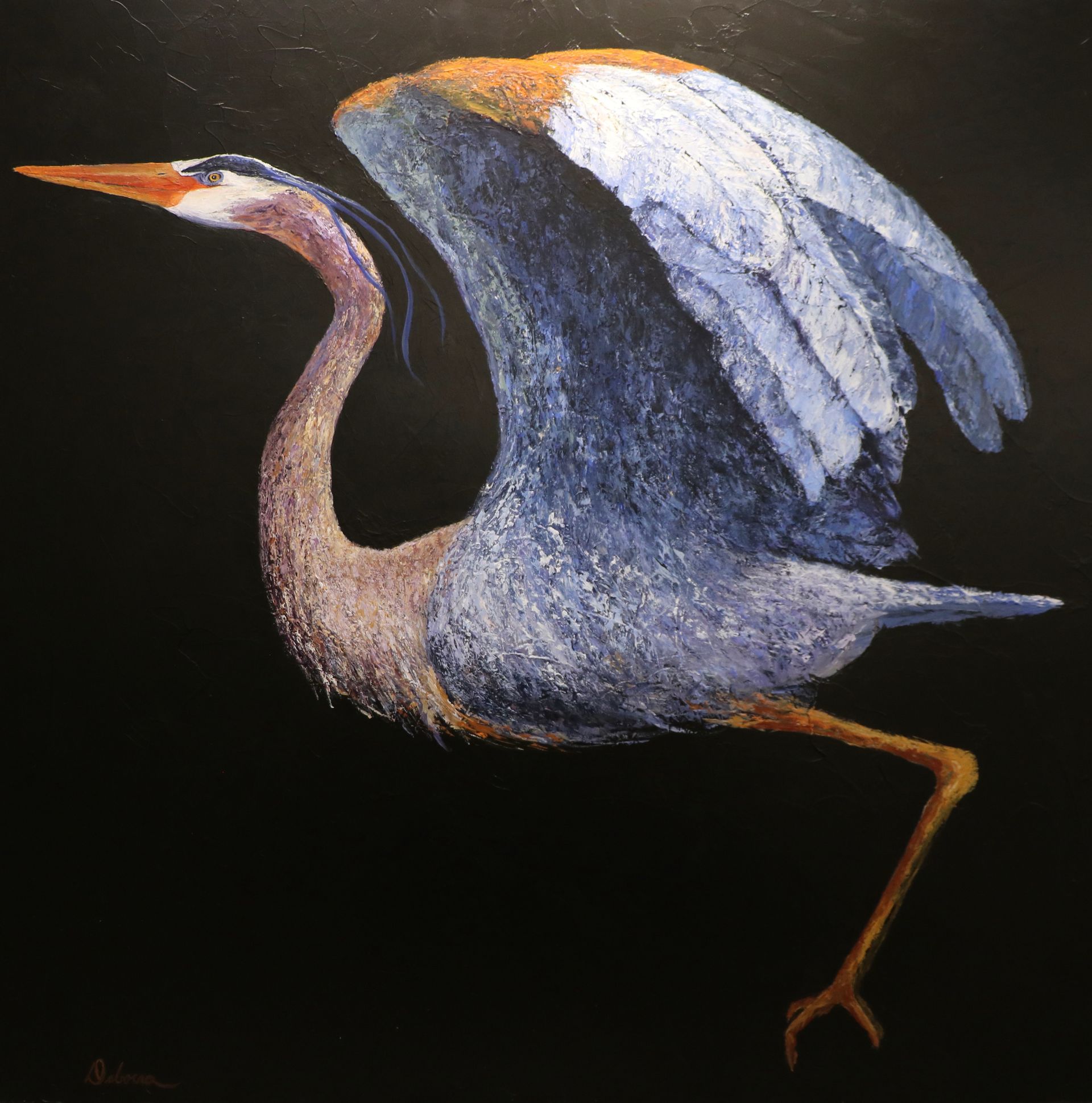 Blue heron in flight against a black background. Wing outstretched, leg extended.