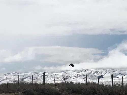 Two crows; one perched on a fence post, the other in flight against a cloudy sky and snow-dusted mountains.