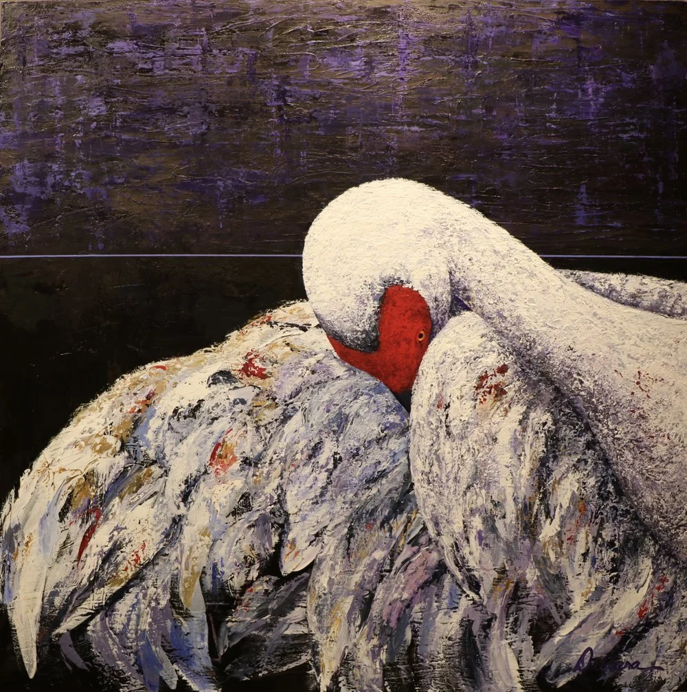 White swan, head tucked, with red beak, against a dark, textured background.