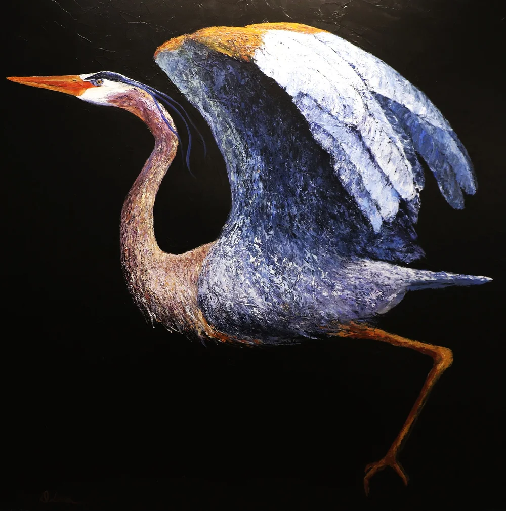 Blue heron with outstretched wings against a black background.