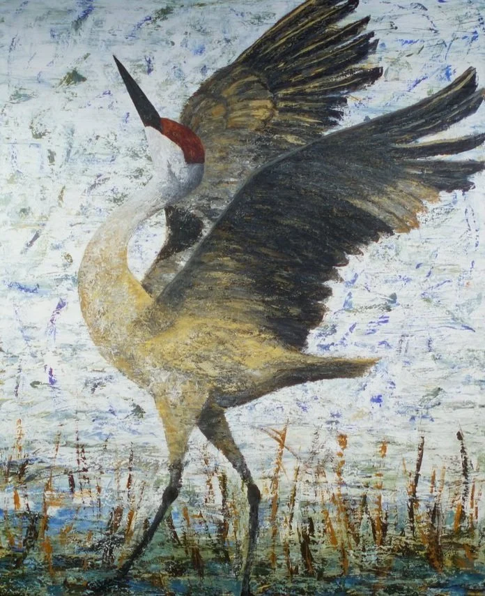 Crane with wings outstretched, red cap, gray and tan feathers, walking in marshy water.