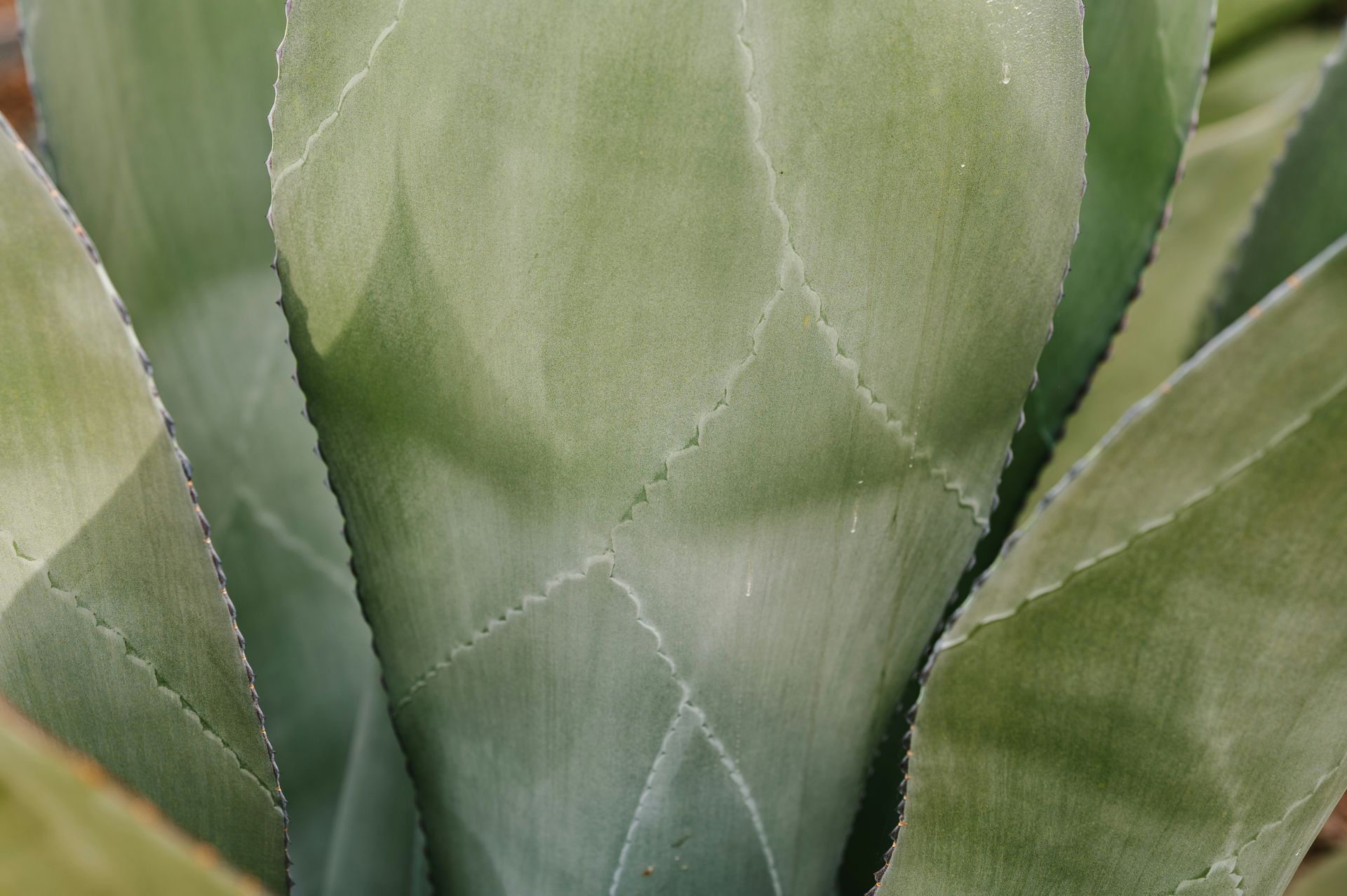 Close-up of pale green agave plant leaves with toothed edges, textured surface, and visible veins.