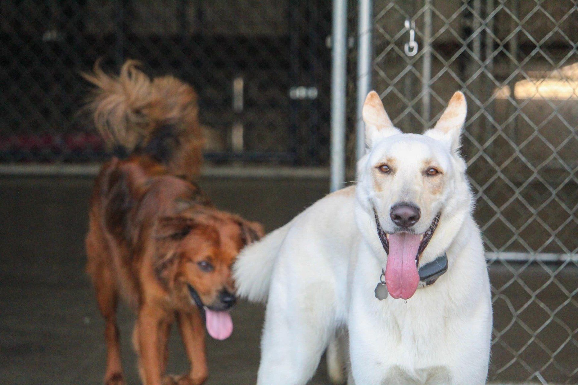 Dog Gallery Hickory, NC Kanupp Kennels