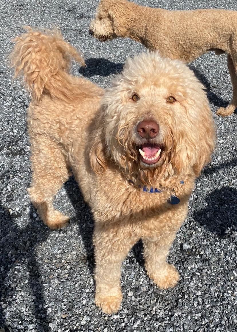 Dog Gallery Hickory, NC Kanupp Kennels