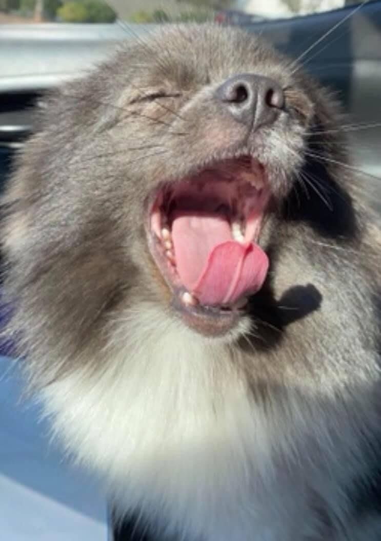 Dog Gallery Hickory, NC Kanupp Kennels