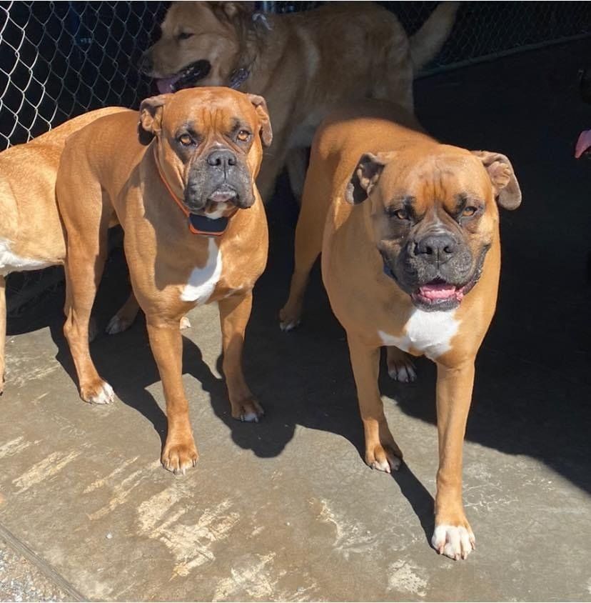 Dog Gallery Hickory, NC Kanupp Kennels