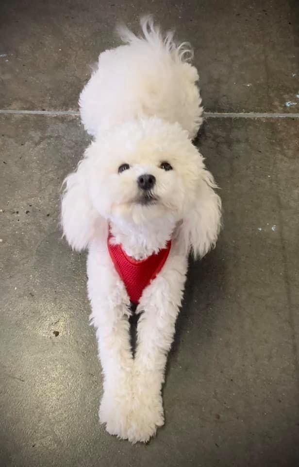 Dog Gallery Hickory, NC Kanupp Kennels