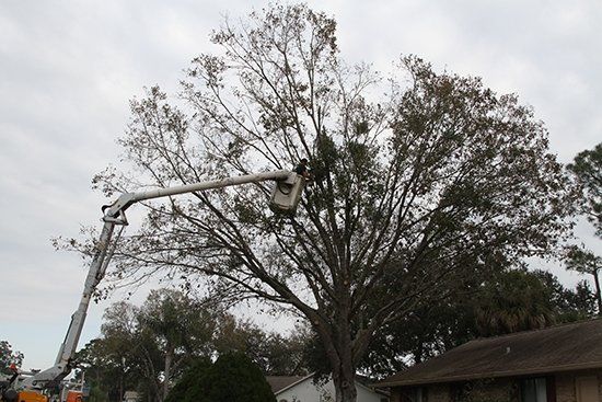 Cutting Tree Branches Using Lift Truck | Malabar, FL | Quality Tree Experts Inc.