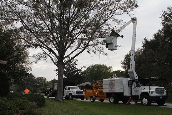 Trimming Old Tree | Malabar, FL | Quality Tree Experts Inc.
