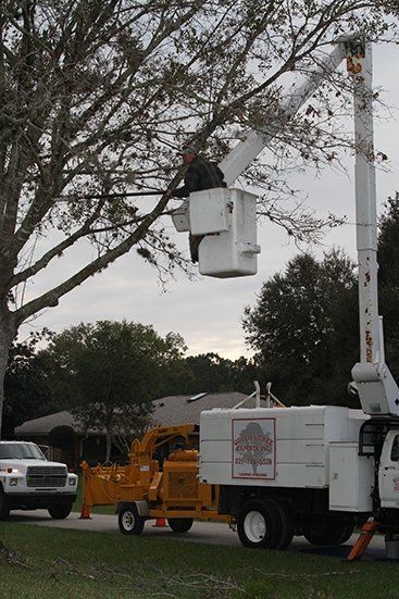 Man Cutting Old Tree | Malabar, FL | Quality Tree Experts Inc.