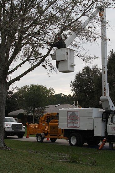 Man Cutting Tree Branches | Malabar, FL | Quality Tree Experts Inc.