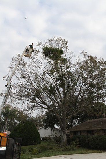 Man Trimming Old Tree | Malabar, FL | Quality Tree Experts Inc.