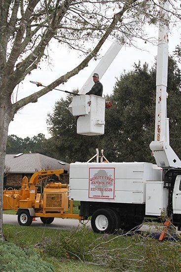 Man Cutting Tree | Malabar, FL | Quality Tree Experts Inc.