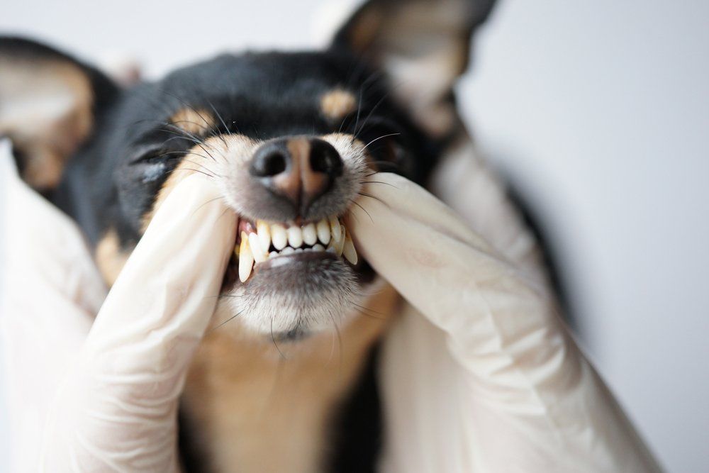 Dental Schedule - Canal Winchester, Ohio - Pickerington Animal Hospital