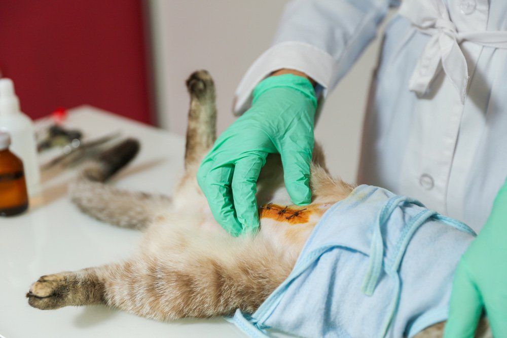 Surgery - Canal Winchester, Ohio - Pickerington Animal Hospital