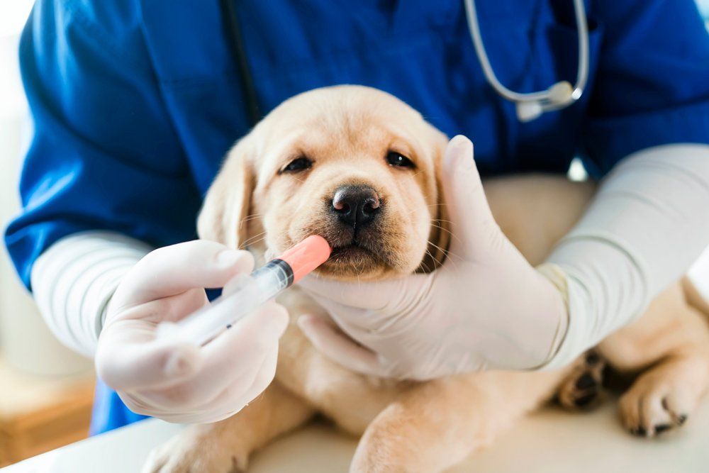 Golden Retriever Puppy Took A Vitamins Shot - Canal Winchester, Ohio - Pickerington Animal Hospital