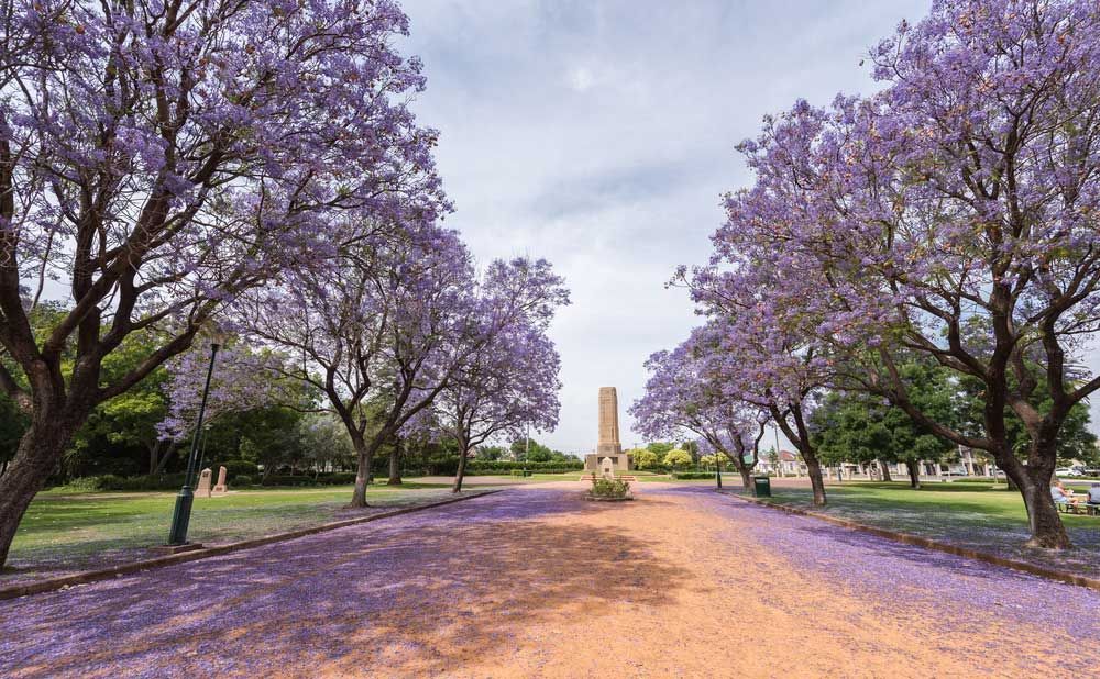 Scenic Road Lined with Blossoming Trees on Both Sides - Dubbo NSW