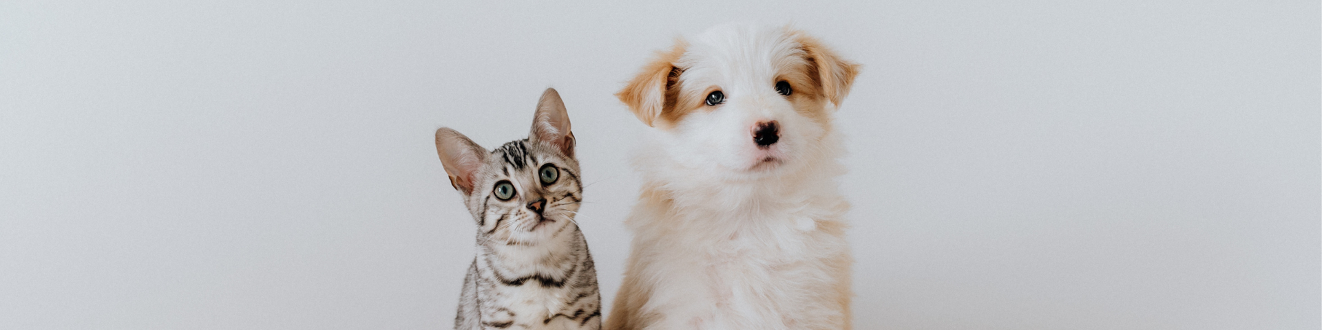 Two small dogs, a tabby cat and a white fluffy dog, sitting side by side against a light background
