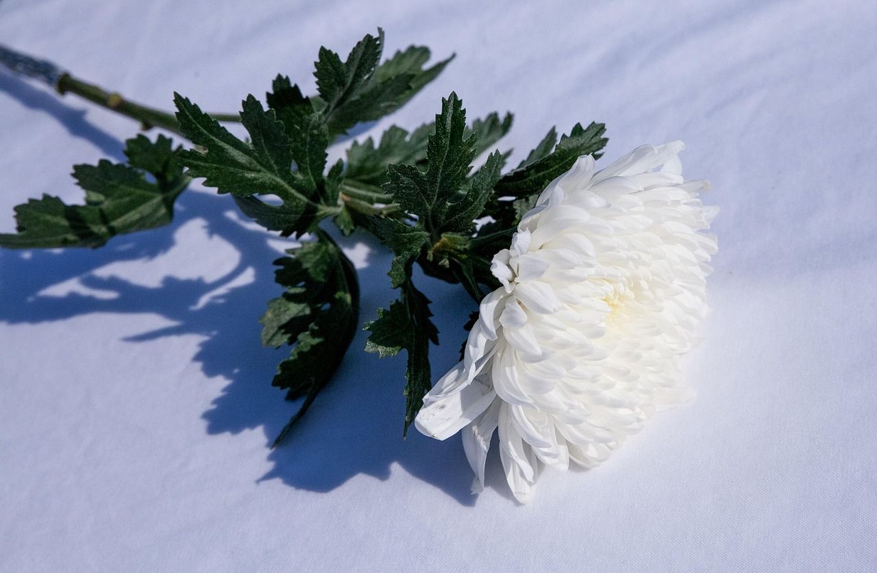 White flower over a white sheet