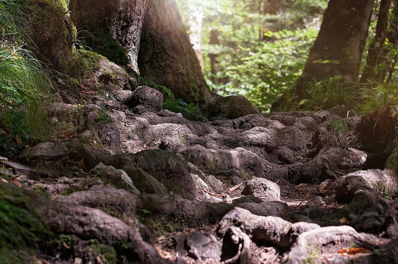 Roots from a big tree on the  orest 