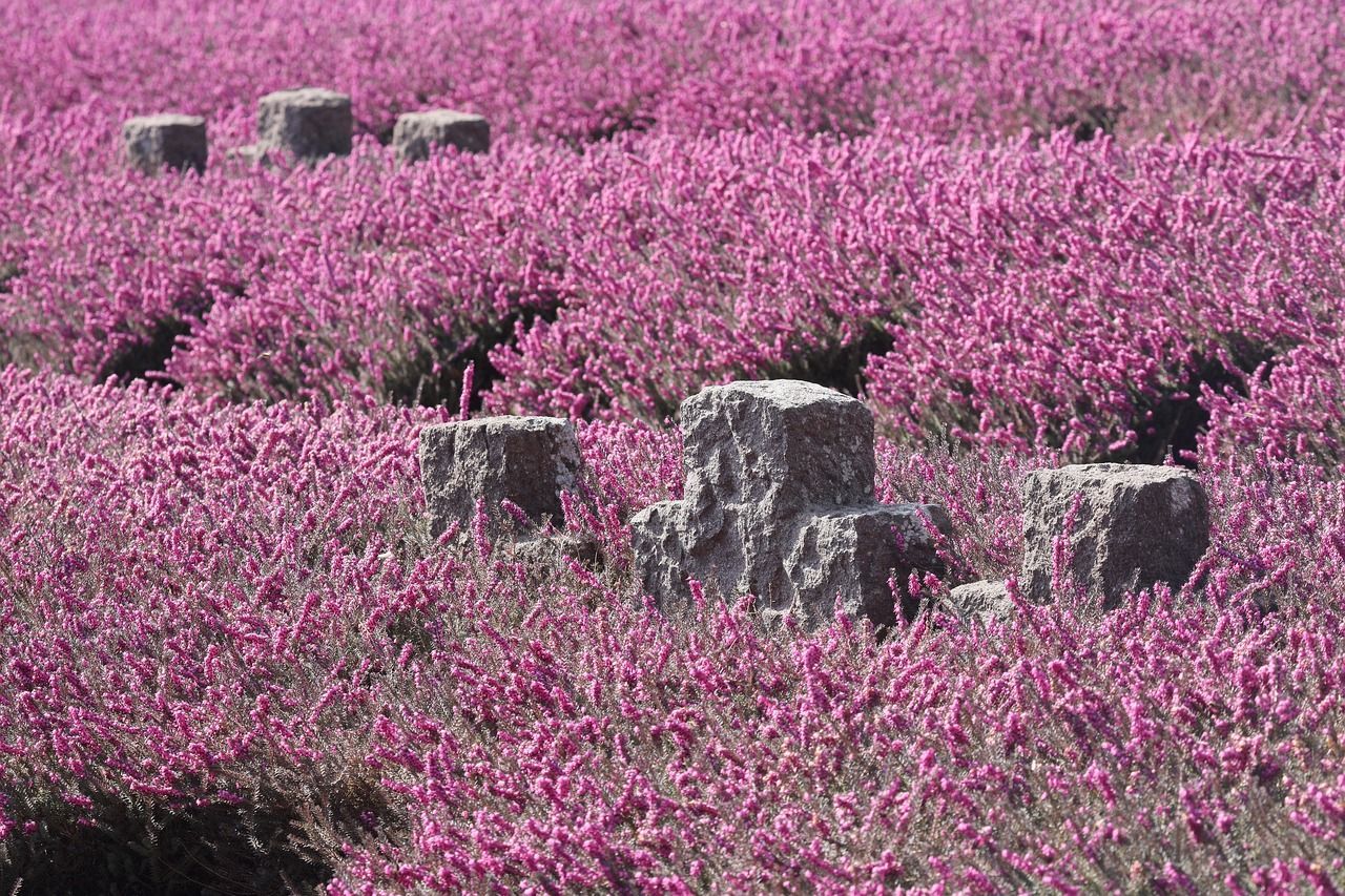 Gravestones in a pink flower field