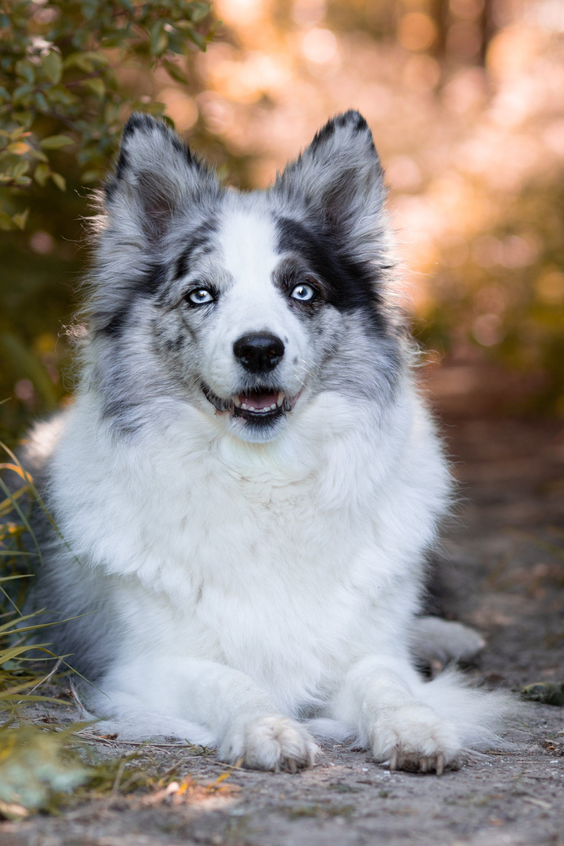 Een zwart-witte hond ligt op de grond en kijkt naar de camera.