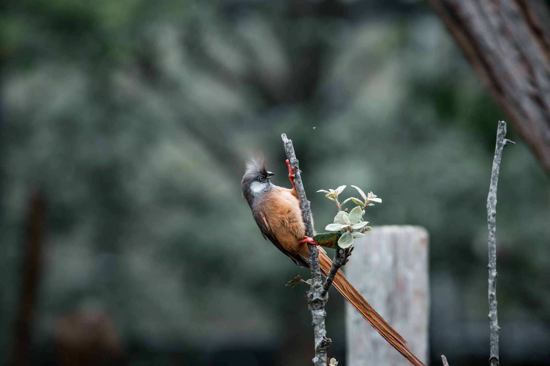 Een kleine vogel zit op een tak in de regen.