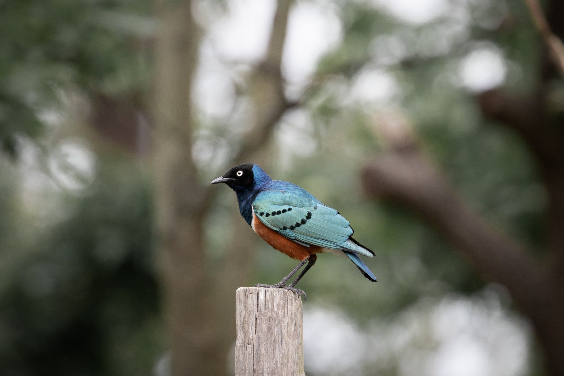 Een blauw-oranje vogel zat bovenop een houten paal.