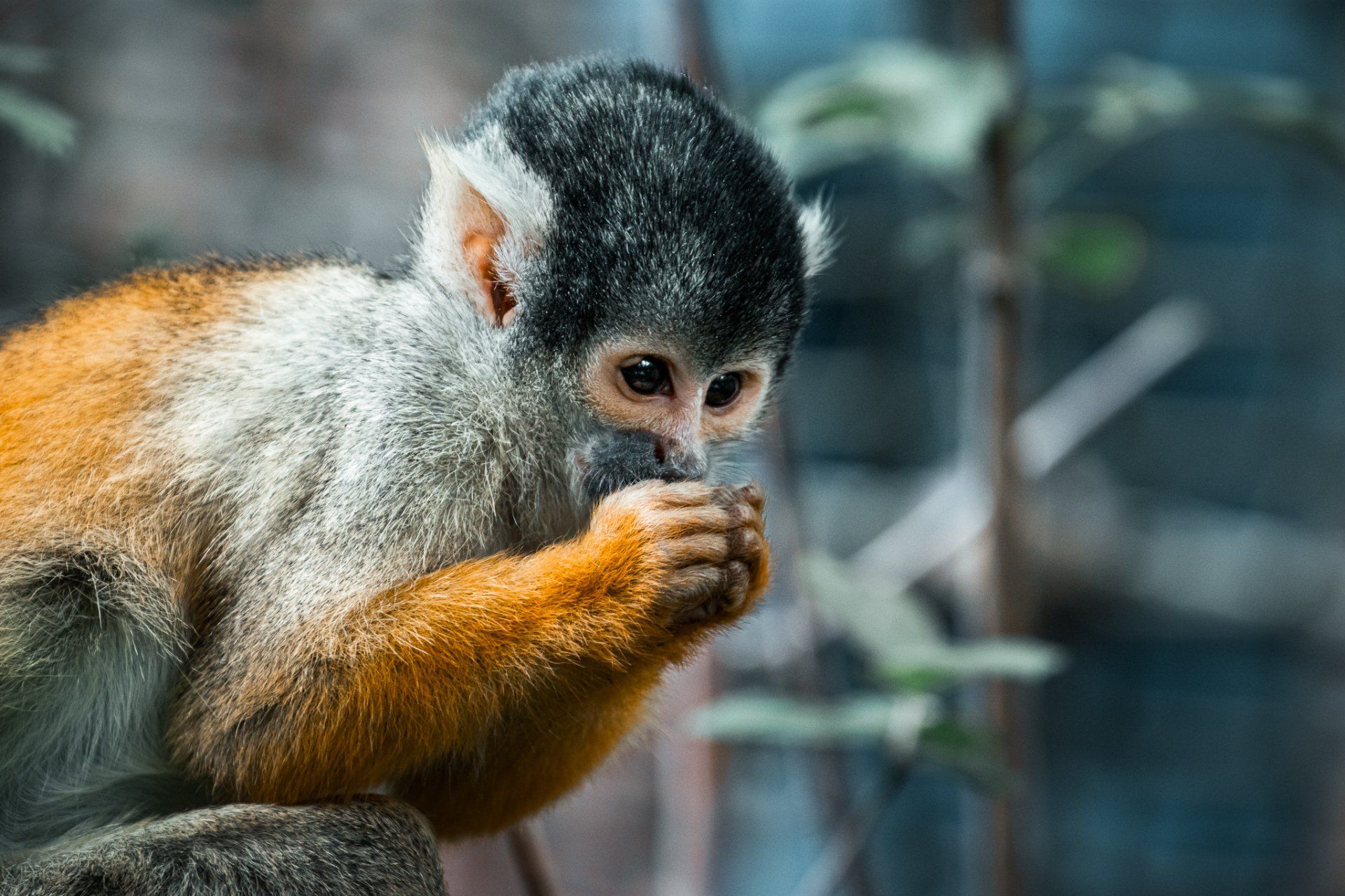 Een eekhoornaap zit op een rots voedsel te eten.