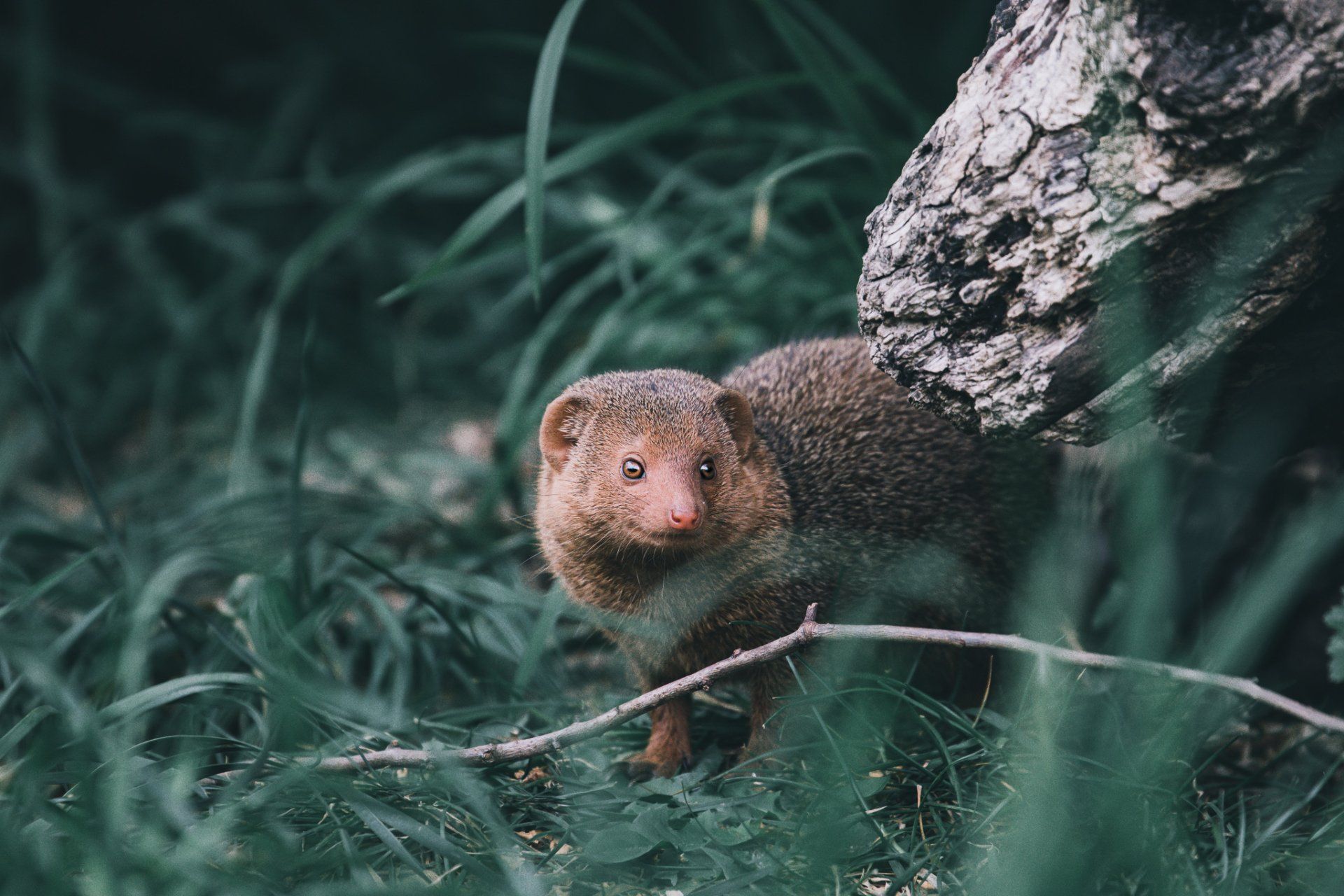 Een klein dier staat naast een boom in het gras.