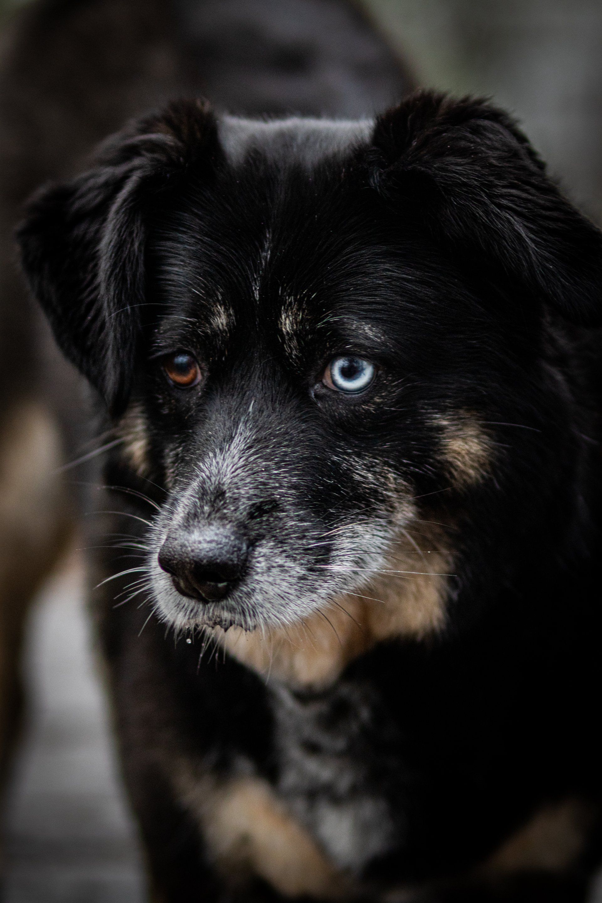 Een zwart-bruine hond met blauwe ogen kijkt naar de camera.