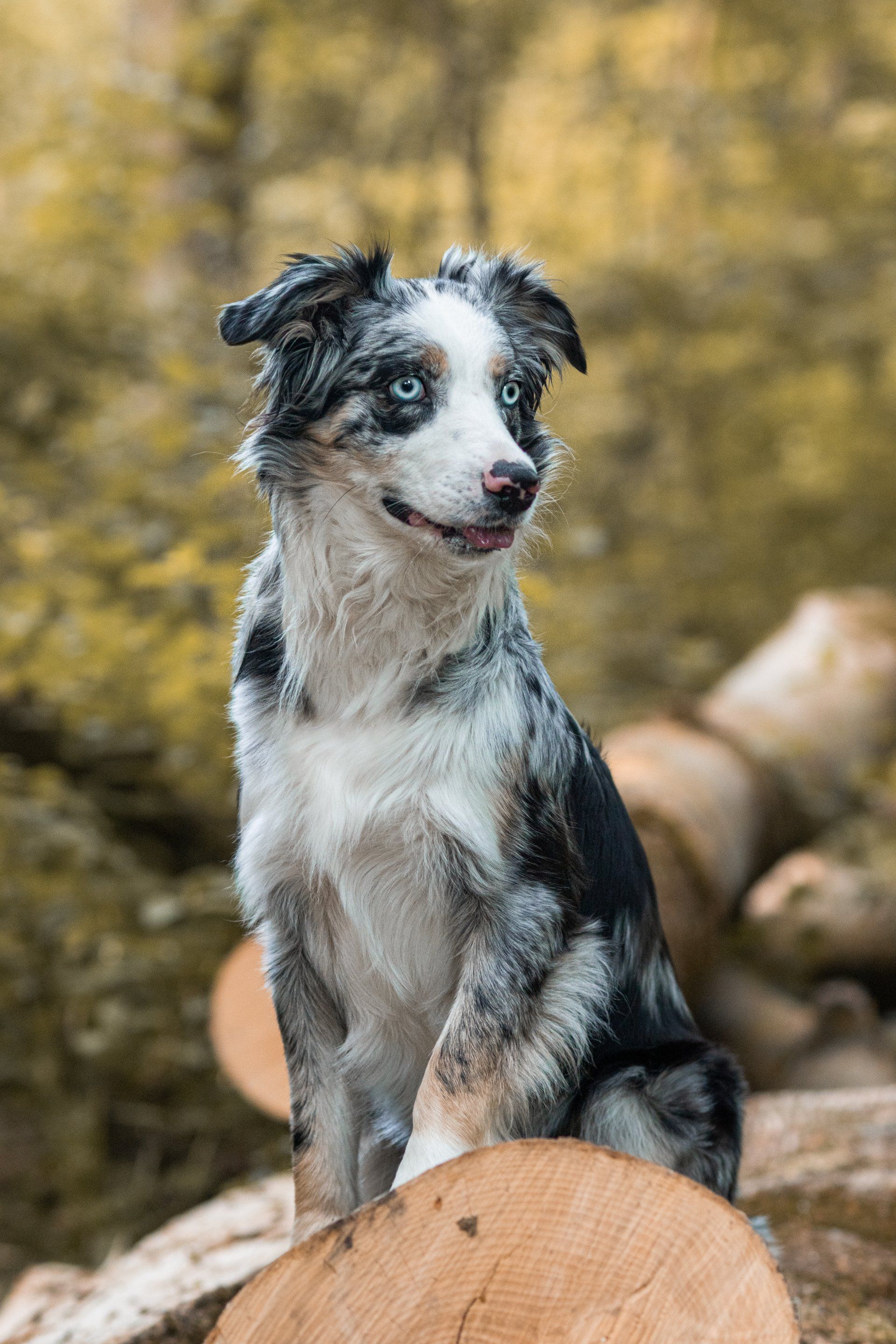 Een hond zit op een boomstam in het bos.