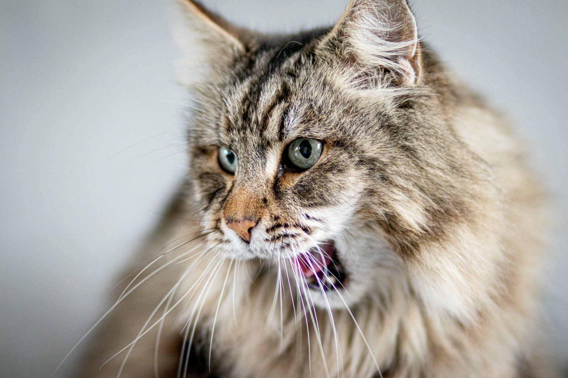 Een close-up van een kat met zijn mond open.