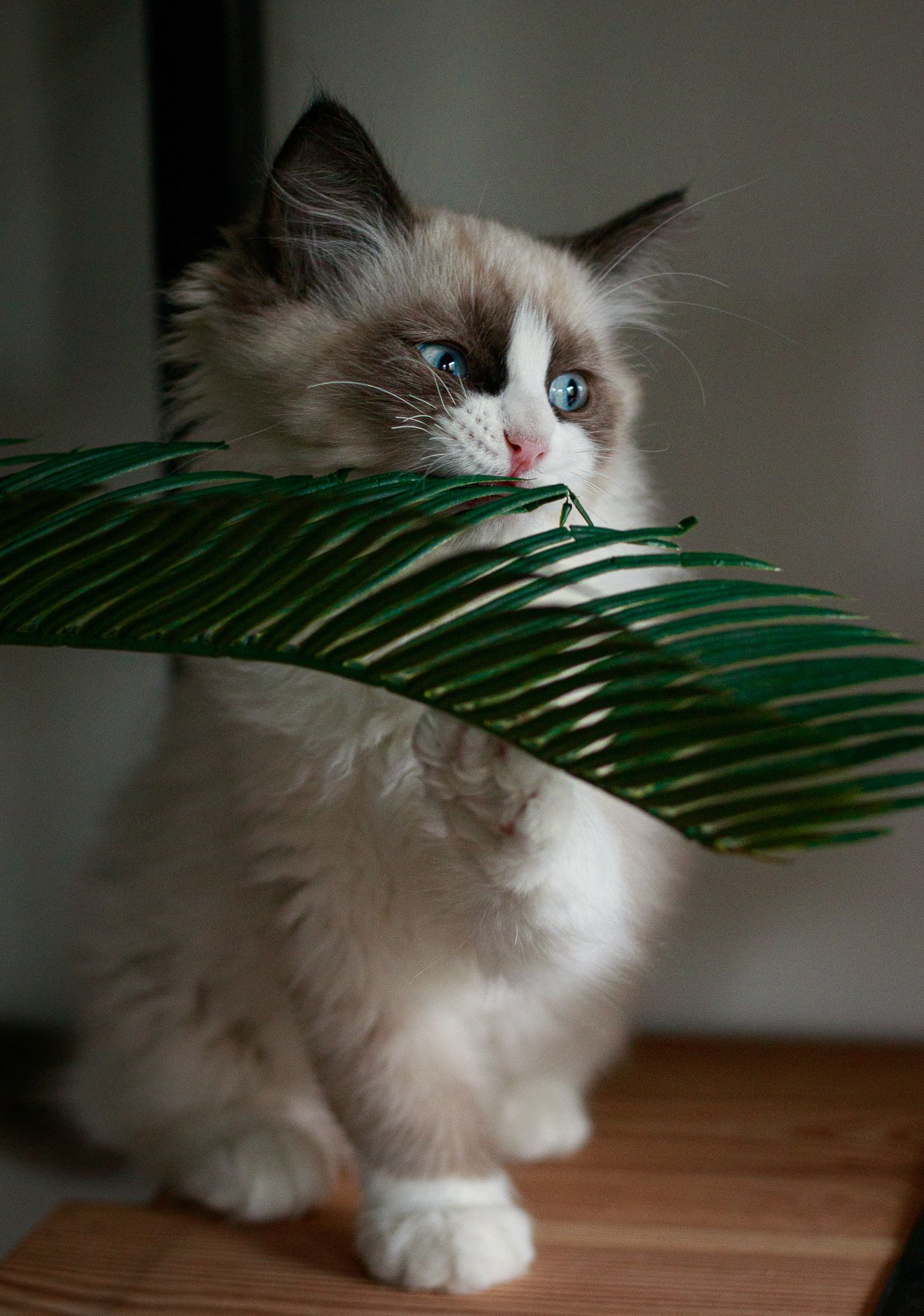 Een kat houdt een groen blad in zijn mond.