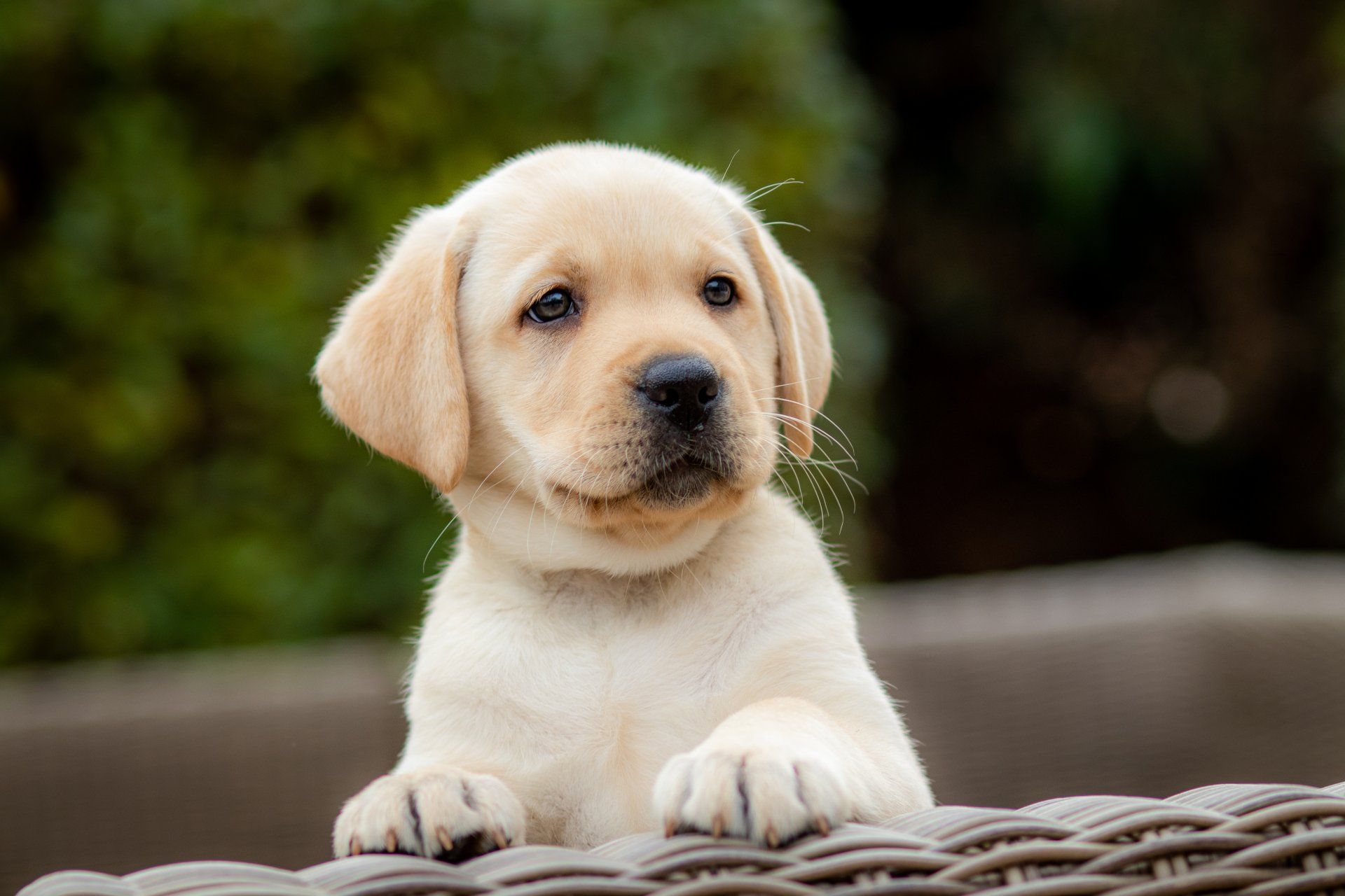 Een puppy zit op een rieten stoel en kijkt naar de camera.