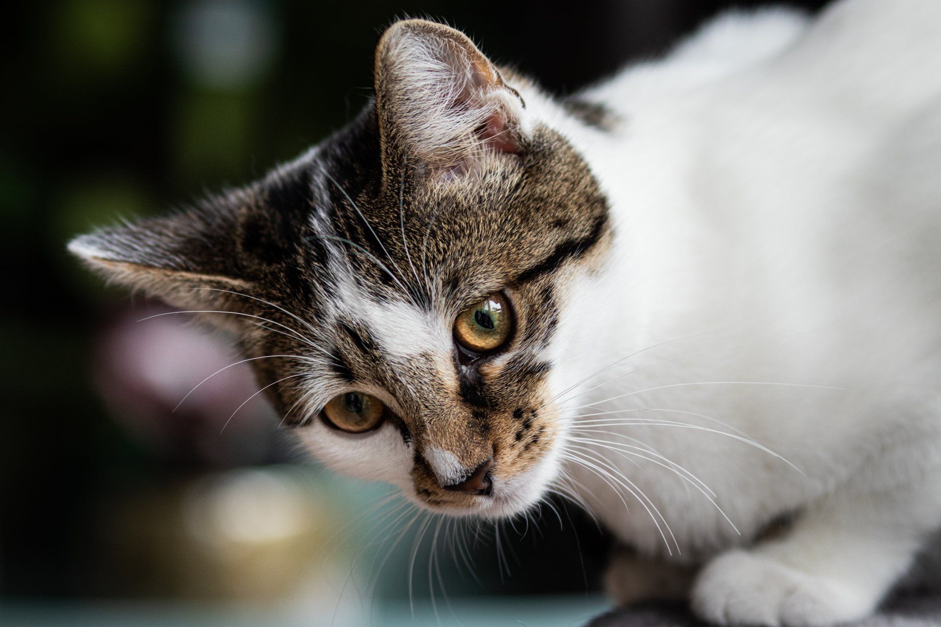 Een close-up van een bruine en witte kat die naar de camera kijkt.