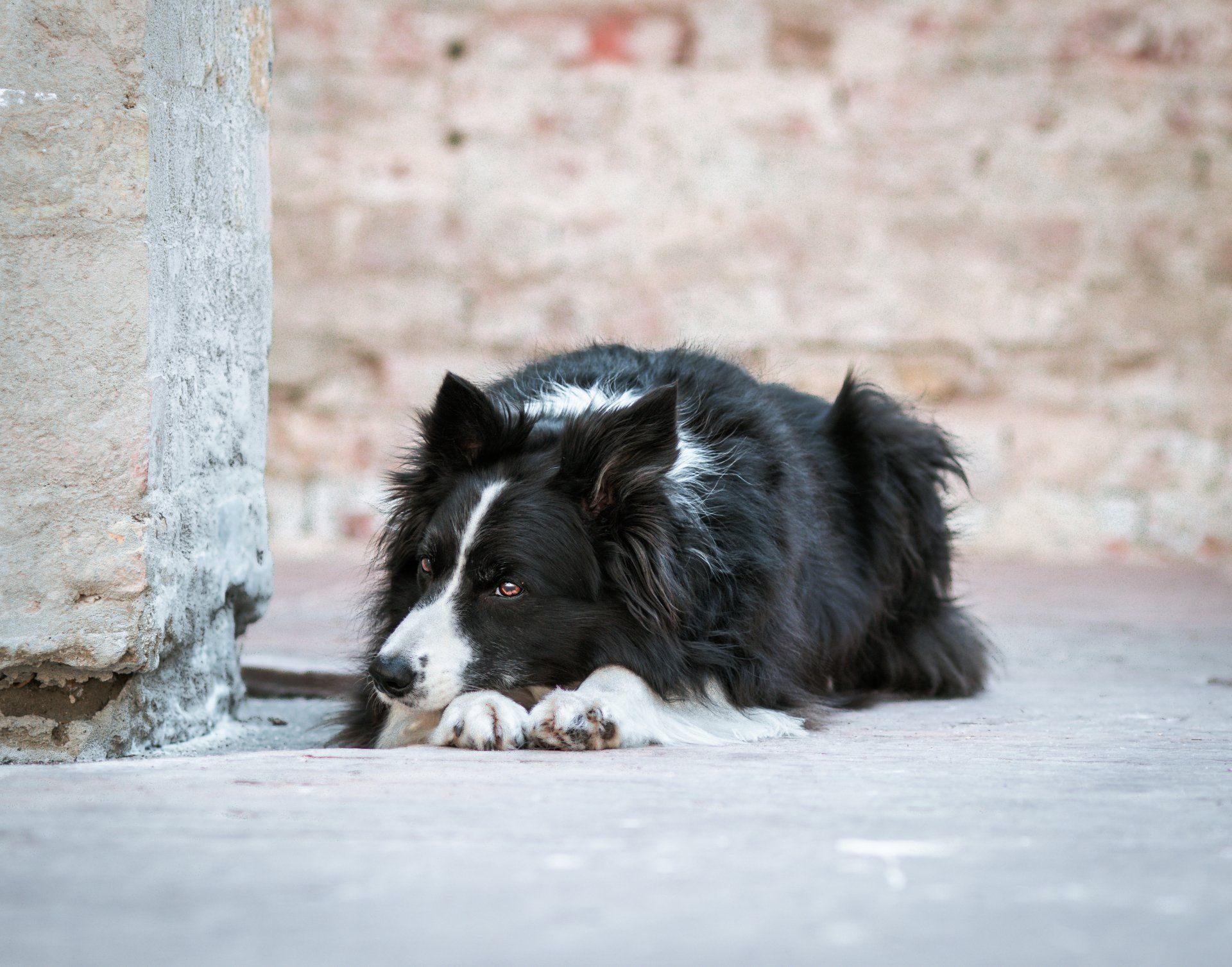 Een zwart-witte hond ligt op de grond naast een bakstenen muur.