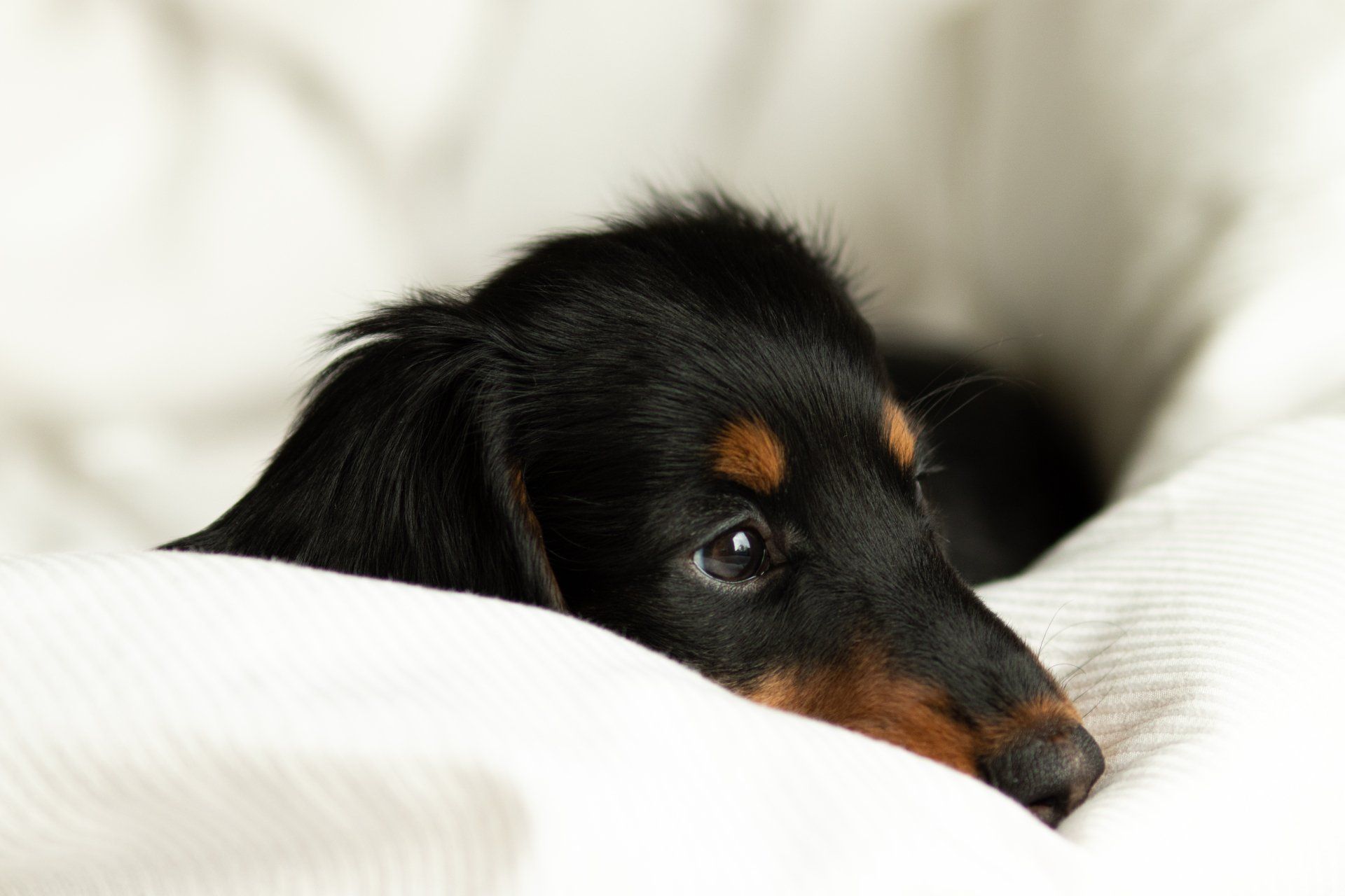 Een zwart-bruine hond ligt op een witte deken.