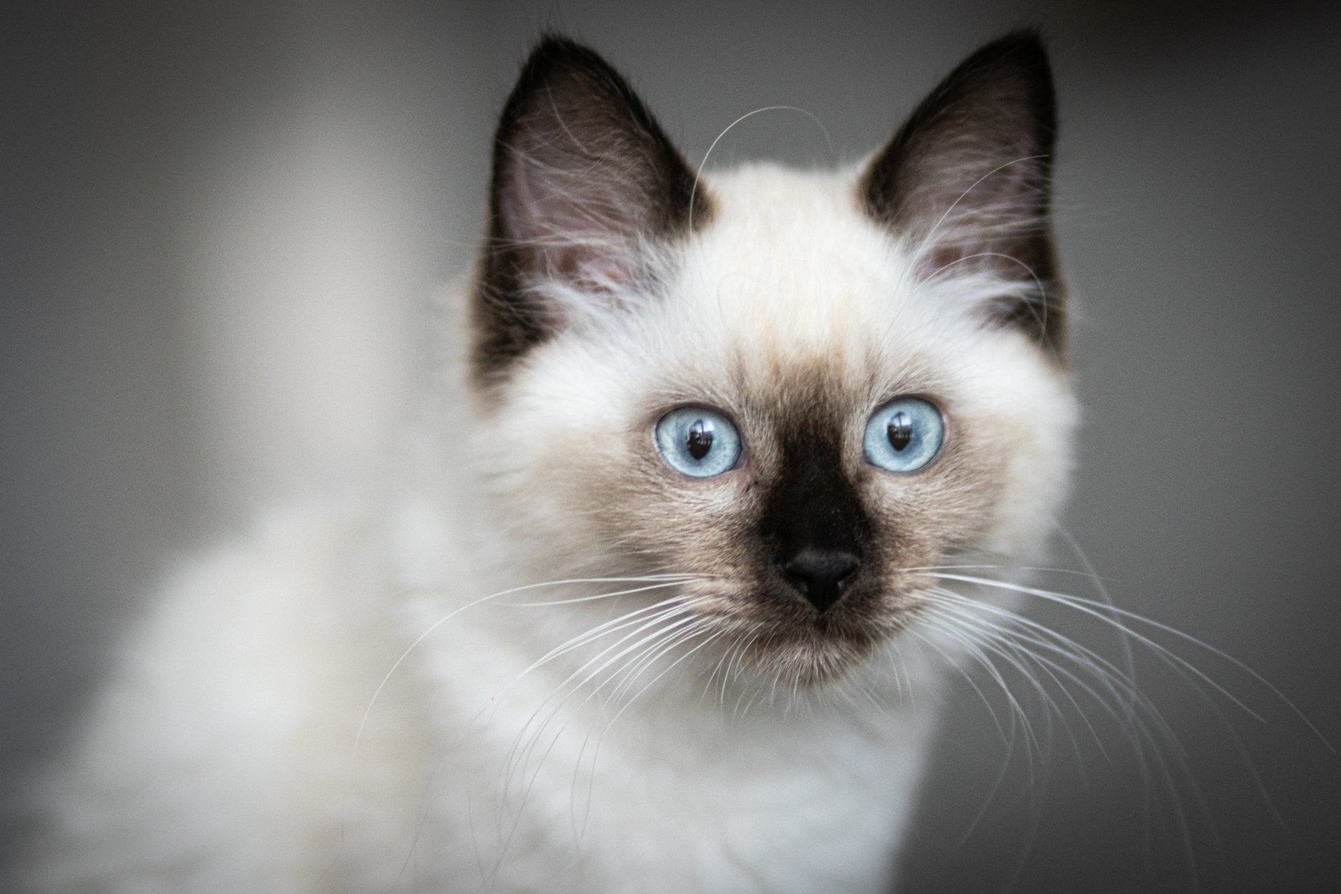 Een siamese kitten met blauwe ogen kijkt naar de camera.