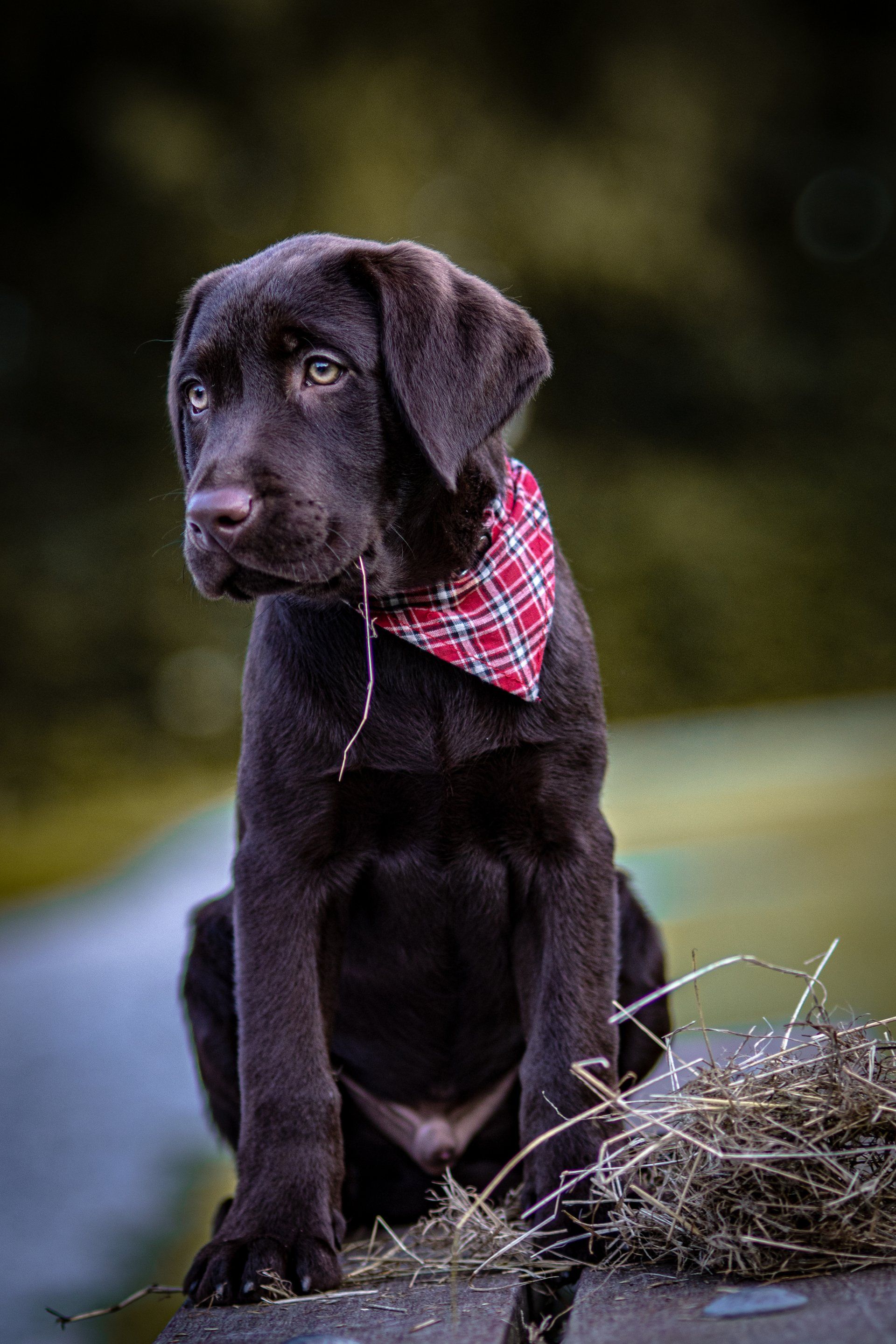 Een bruine puppy met een rode geruite bandana zit bovenop een stapel hooi.