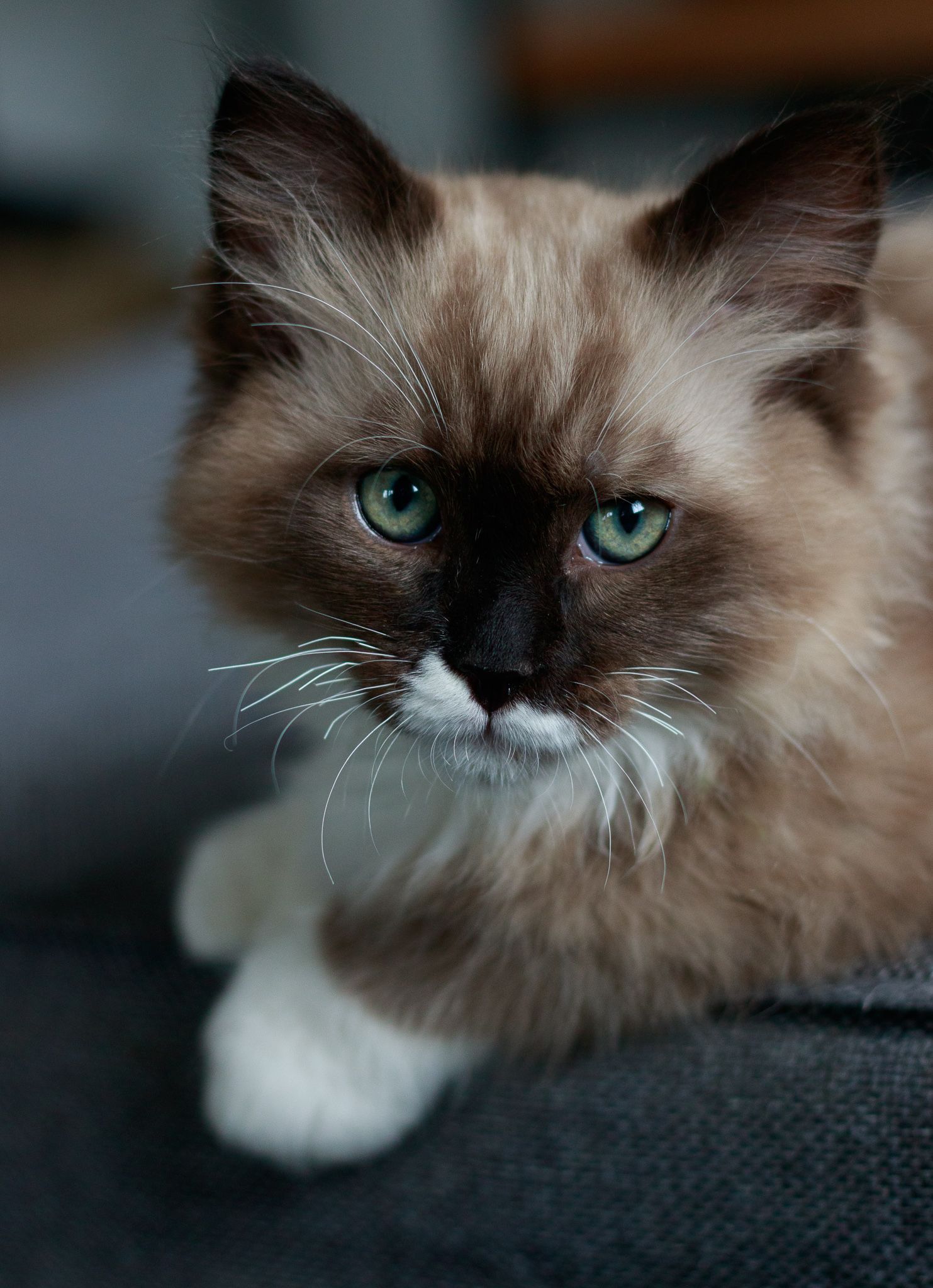 Een close-up van een kat met groene ogen en een witte neus