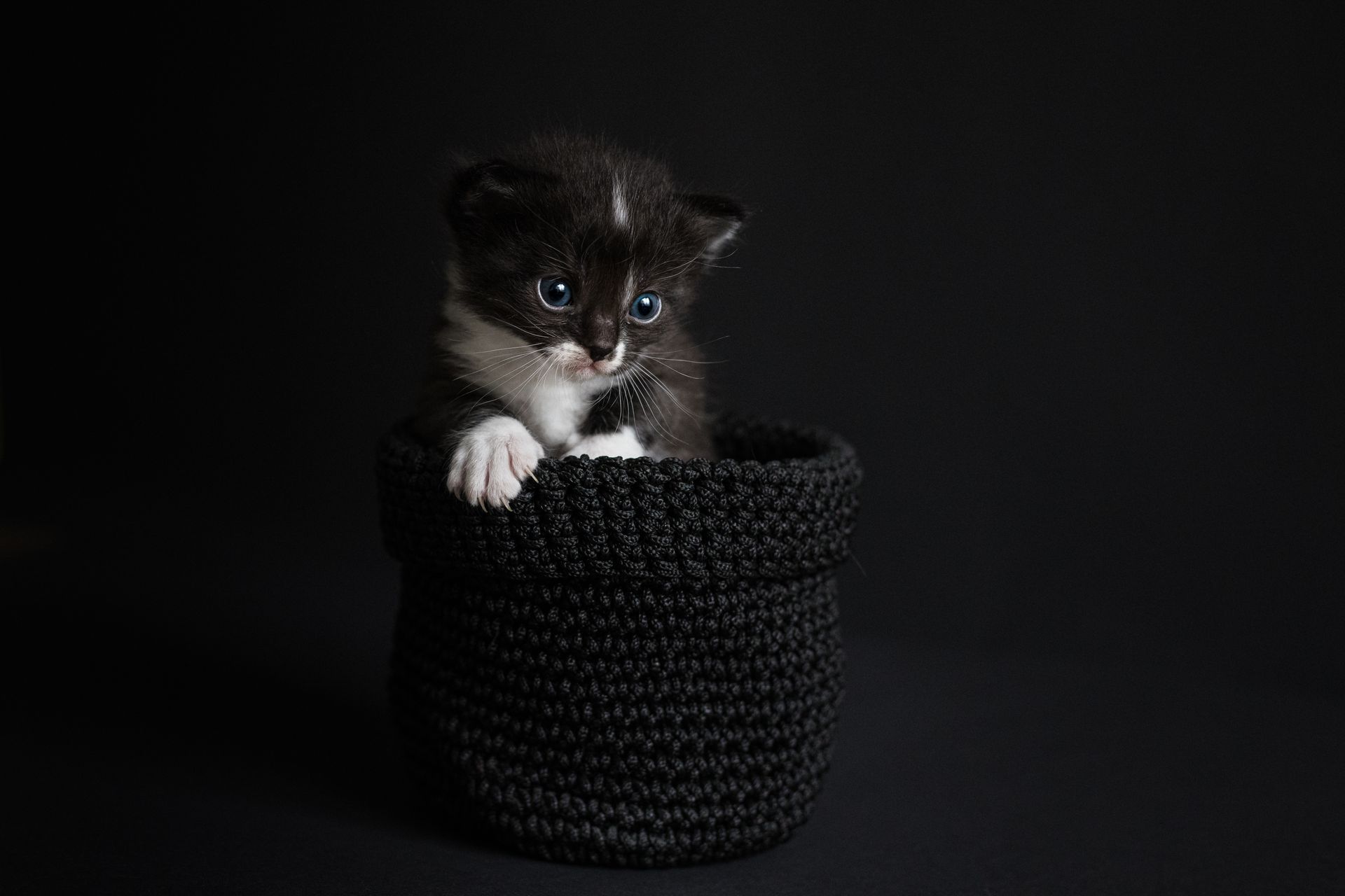 Een zwart-wit katje zit in een zwarte mand op een zwarte achtergrond.