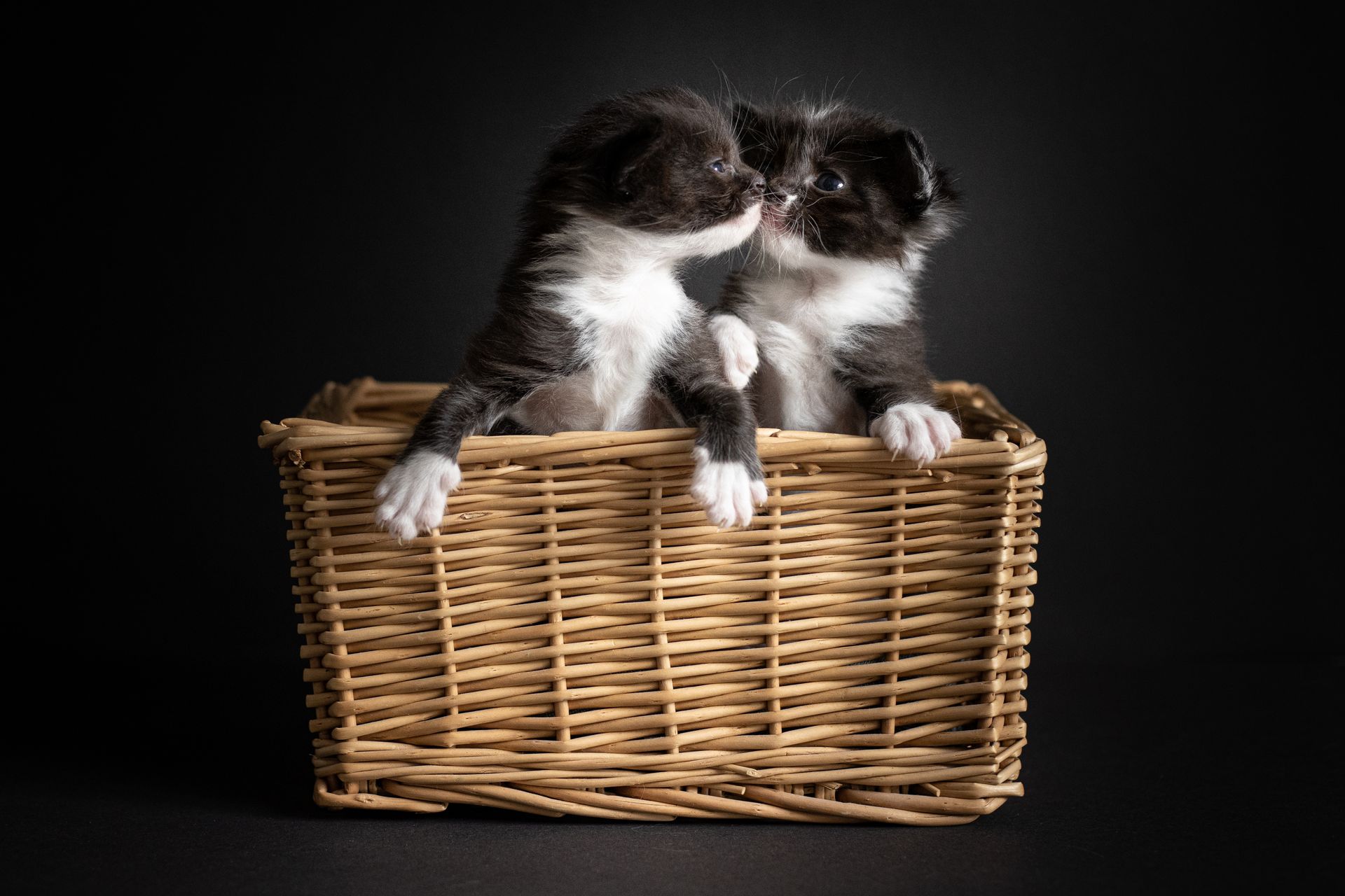 Twee zwart-witte kittens kussen elkaar in een rieten mand.