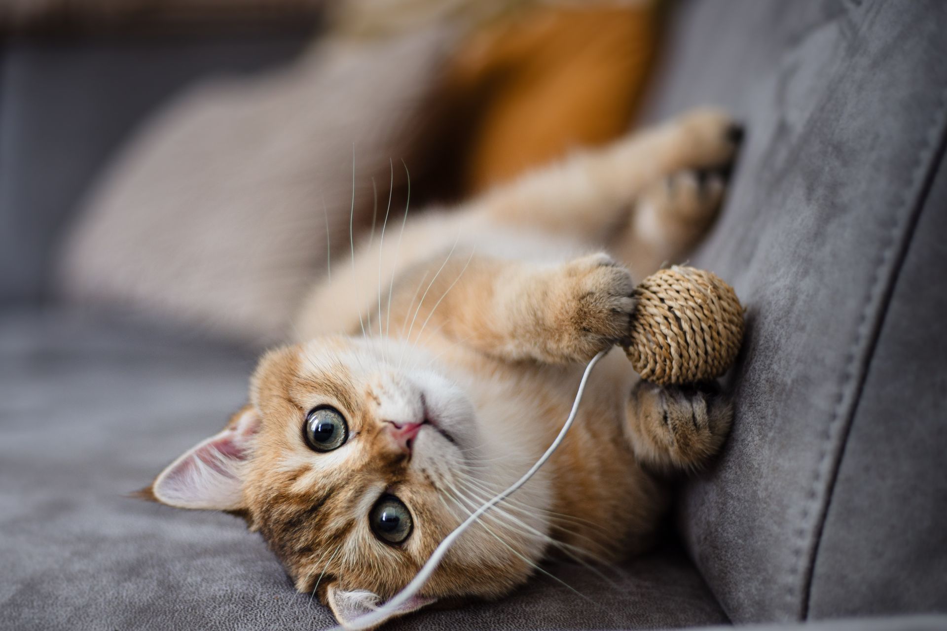 Een kat speelt met een bolletje garen op een bank.