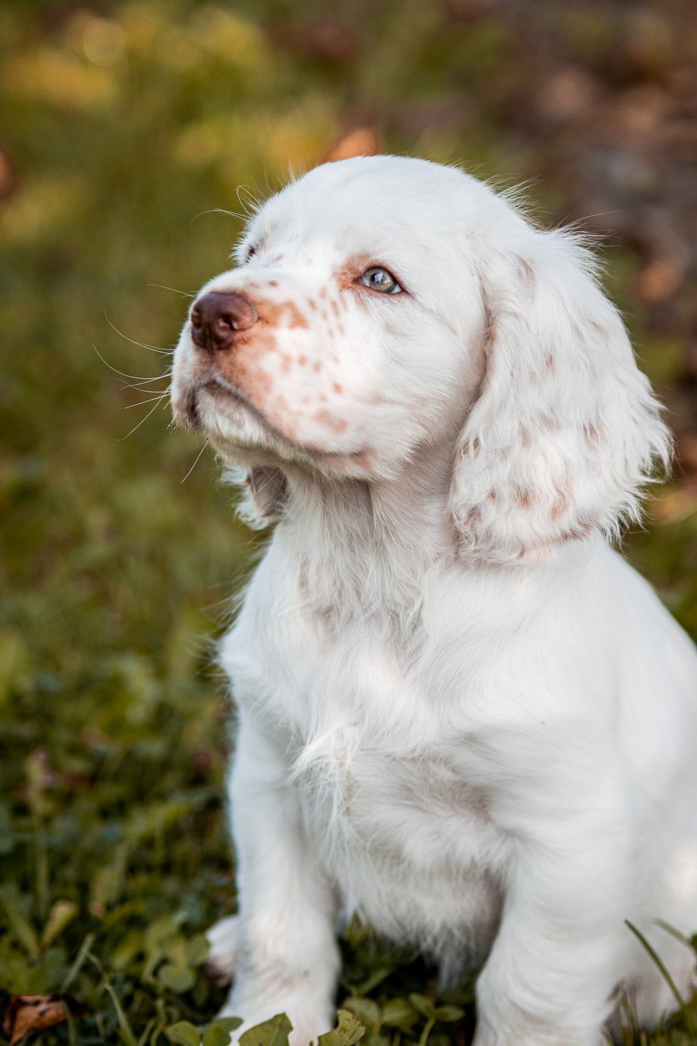 Een witte cocker-spaniëlpuppy zit in het gras en kijkt omhoog.
